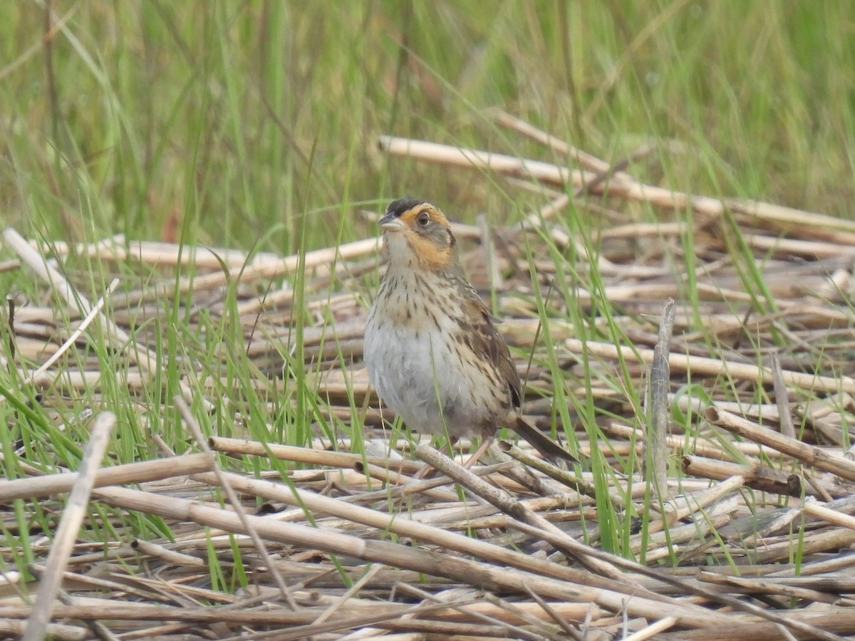 Saltmarsh Sparrow - Cindy Leffelman