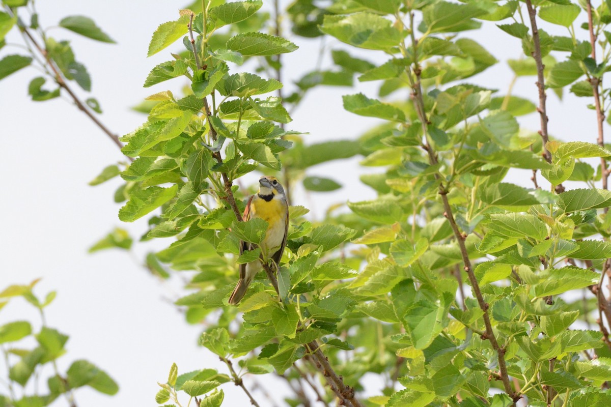 Dickcissel - Wes Hoyer