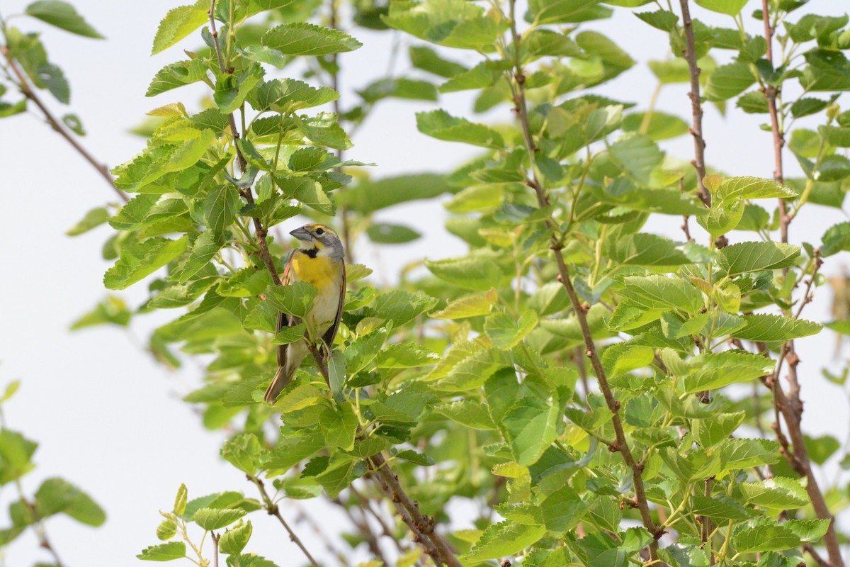 Dickcissel - Wes Hoyer