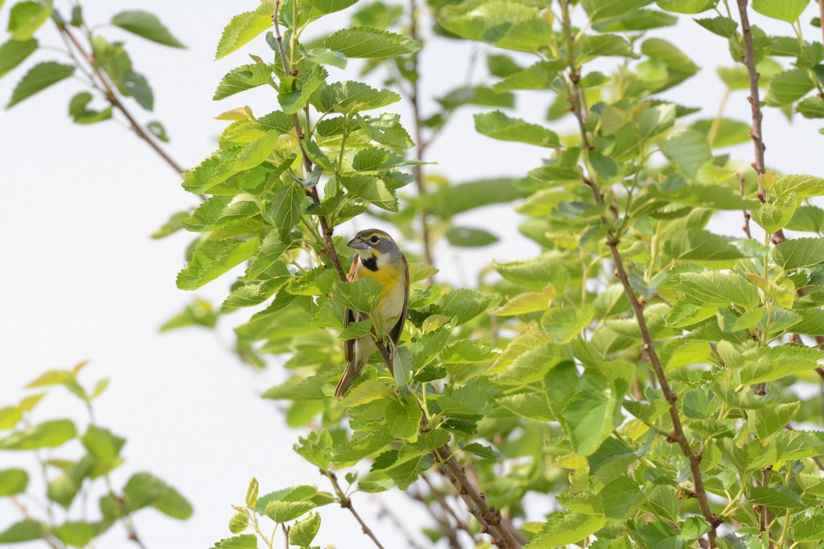 Dickcissel - Wes Hoyer