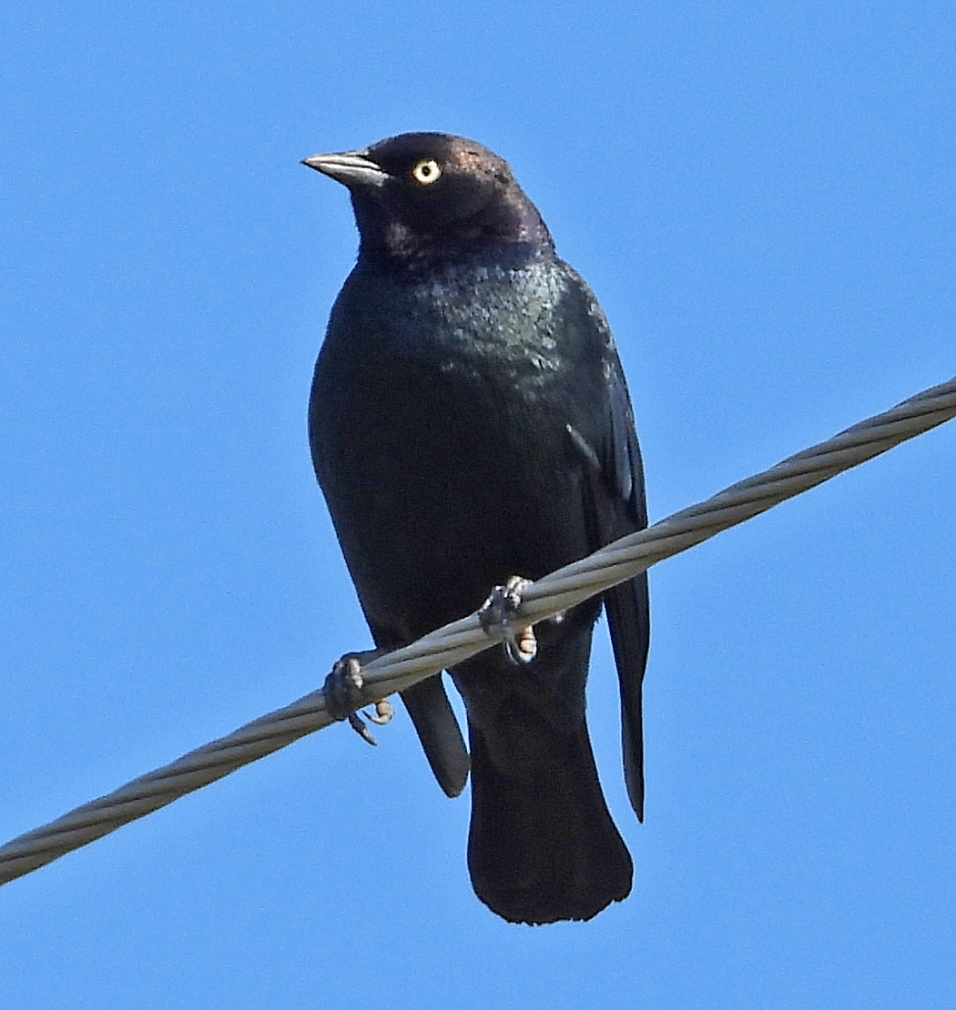 Brewer's Blackbird - Patricia Rettig