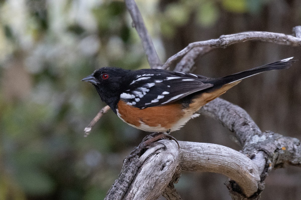 Spotted Towhee - Scott Marnoy