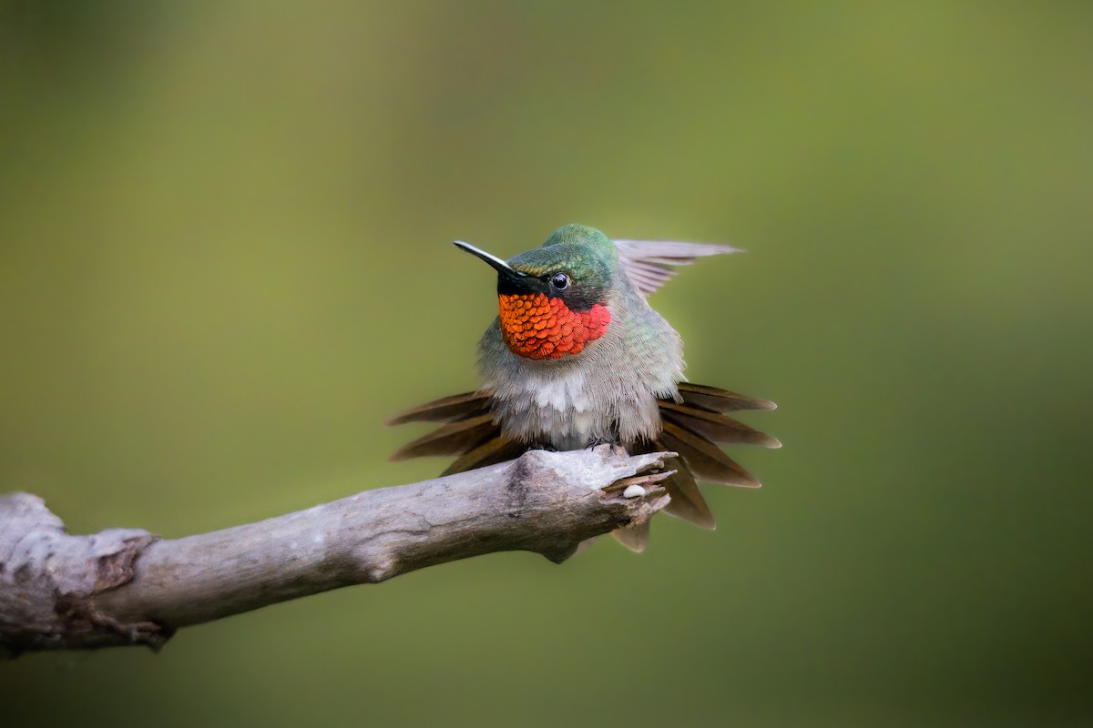 Ruby-throated Hummingbird - Forest Gill