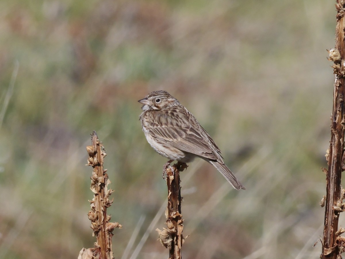 Vesper Sparrow - Brett Hartl