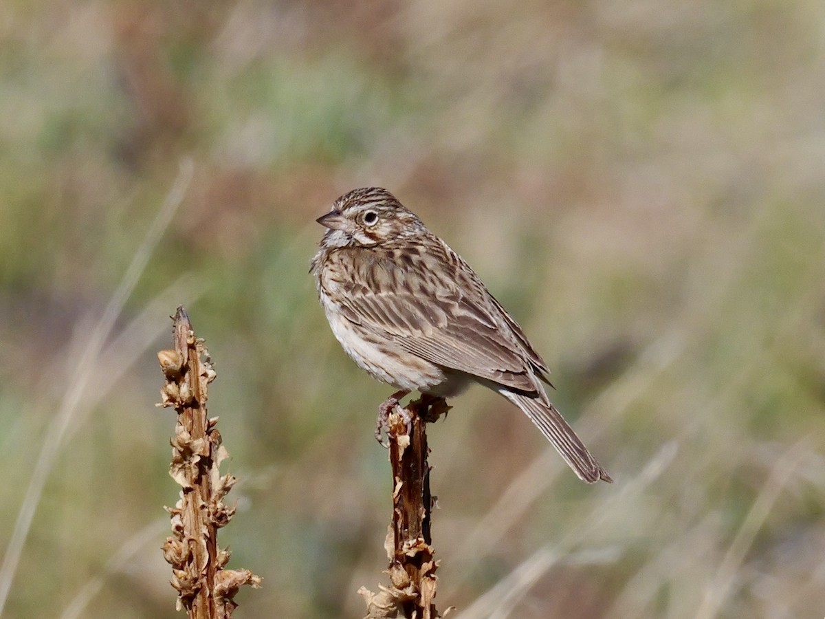 Vesper Sparrow - Brett Hartl