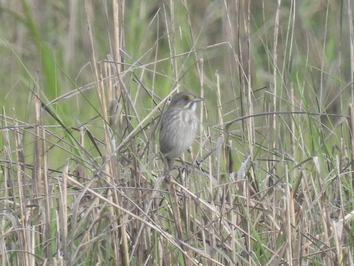 Seaside Sparrow - ML619546511