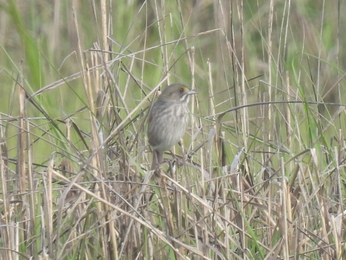 Seaside Sparrow - Cindy Leffelman