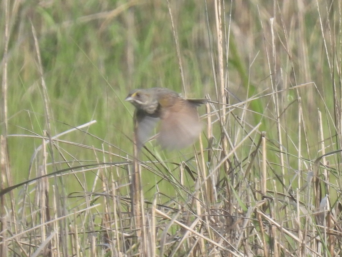 Seaside Sparrow - ML619546513