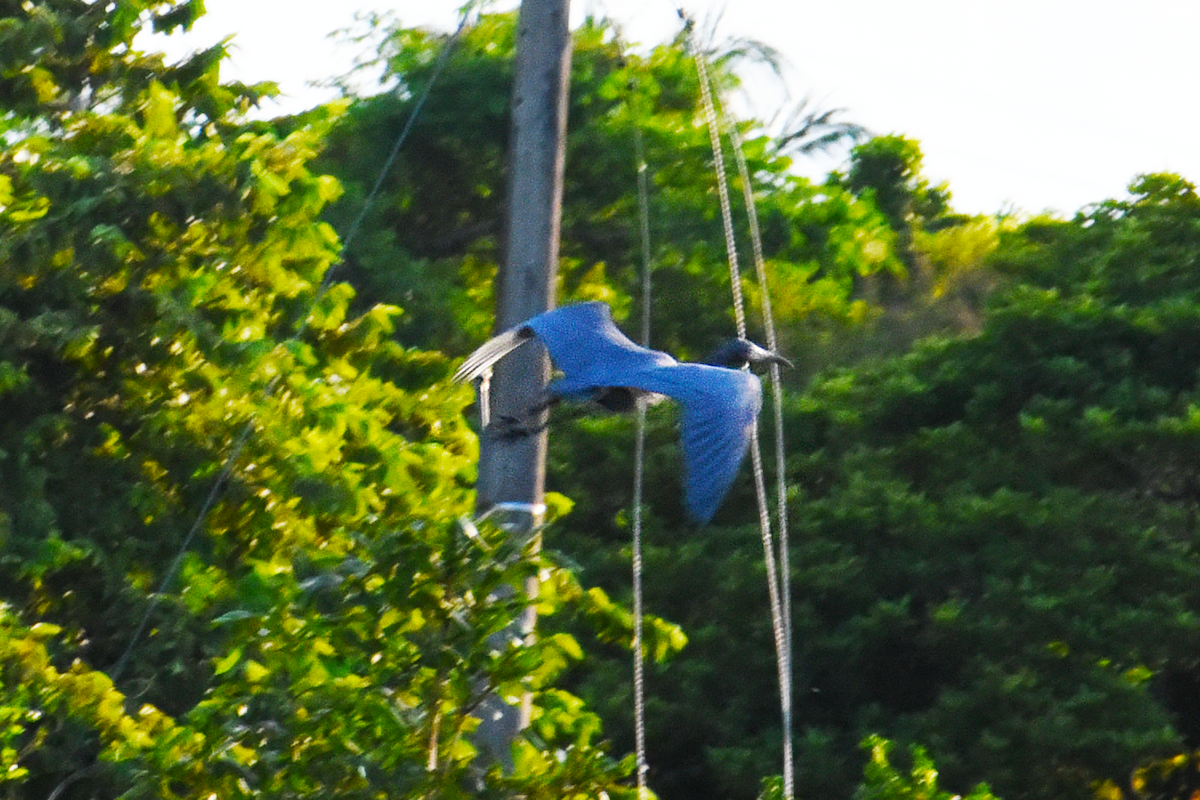 Little Blue Heron - Ricardo Gómez Samaniego