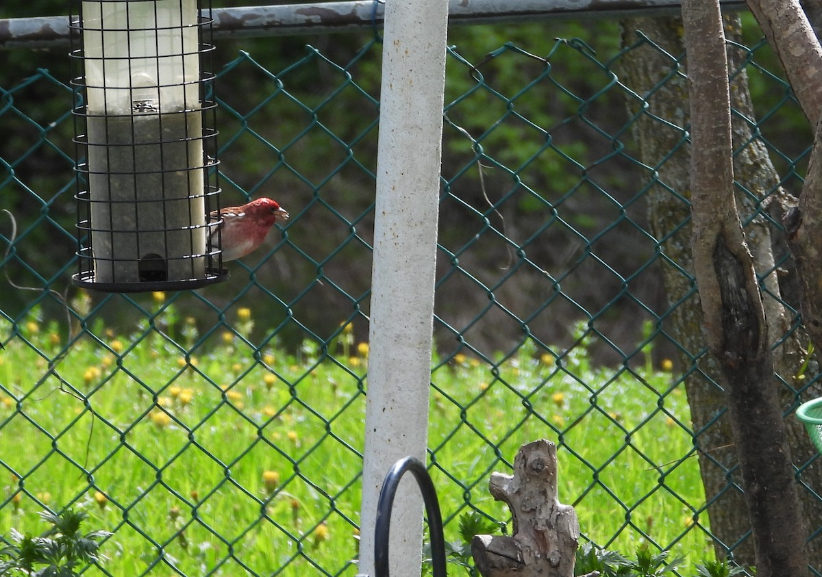 Purple Finch - Nicole St-Amant