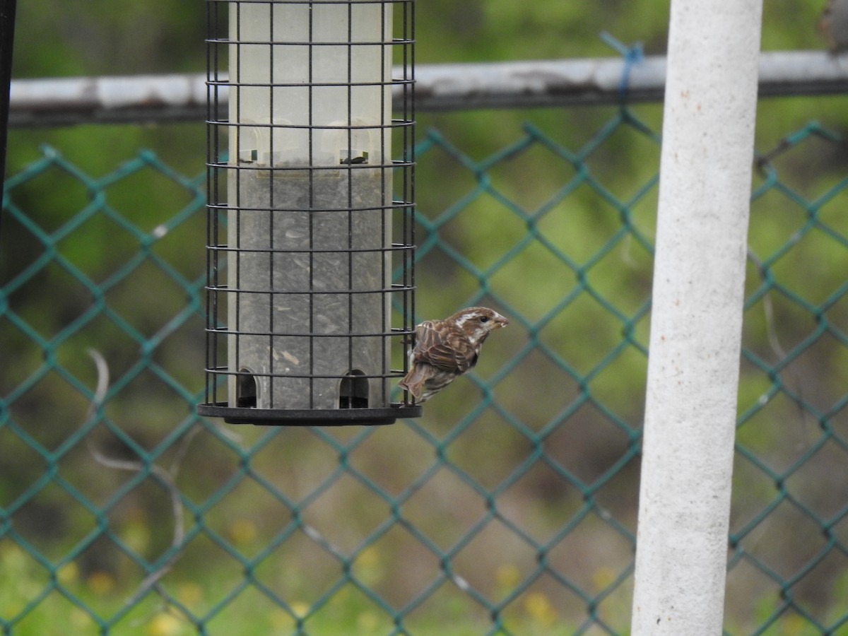 Purple Finch - Nicole St-Amant