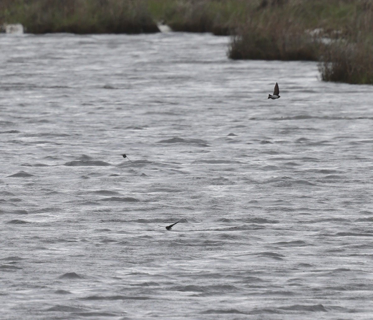 Tree Swallow - burton balkind