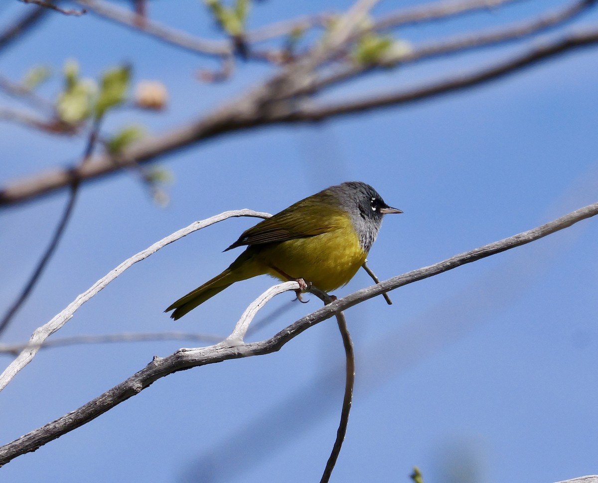 MacGillivray's Warbler - Brett Hartl