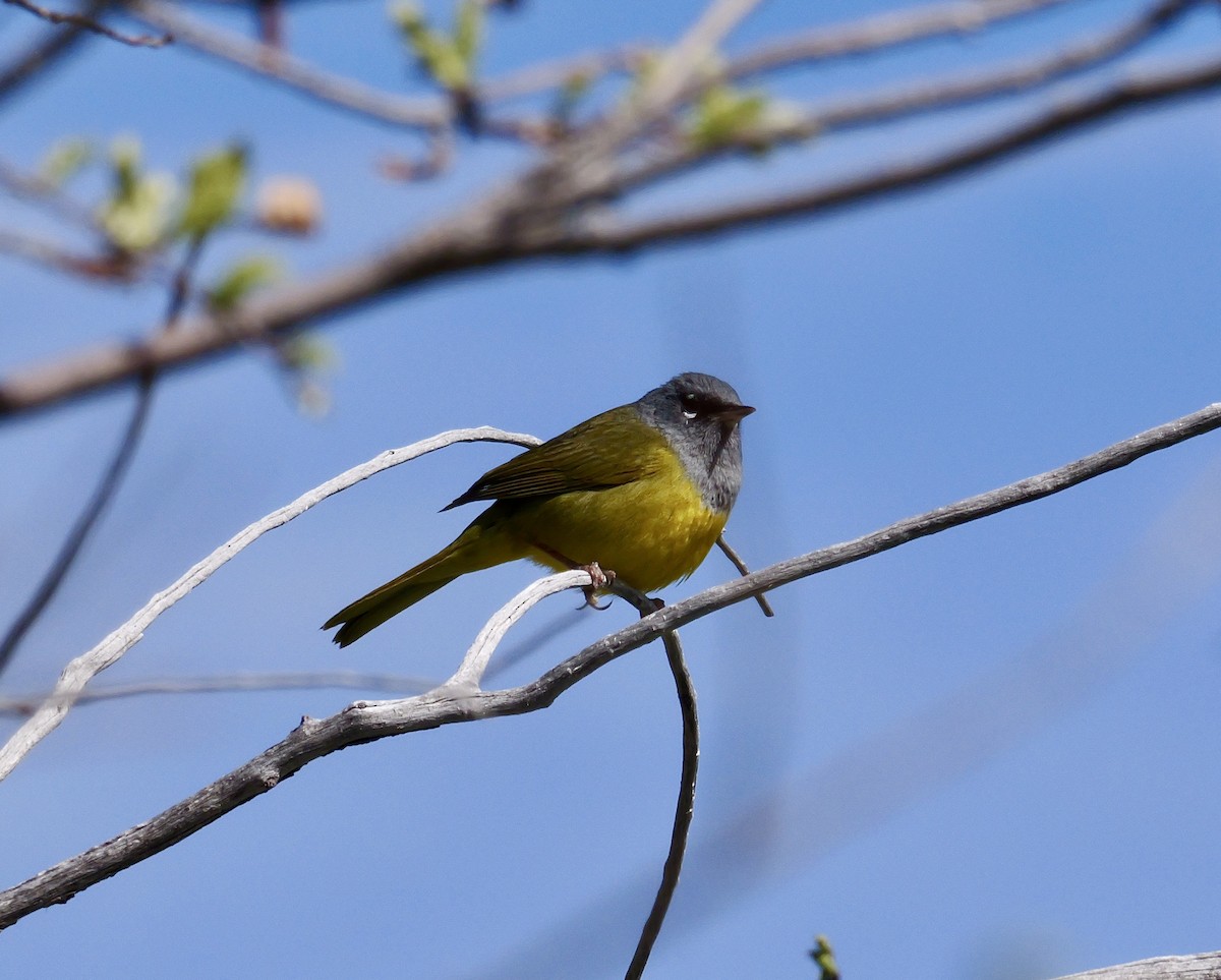 MacGillivray's Warbler - Brett Hartl