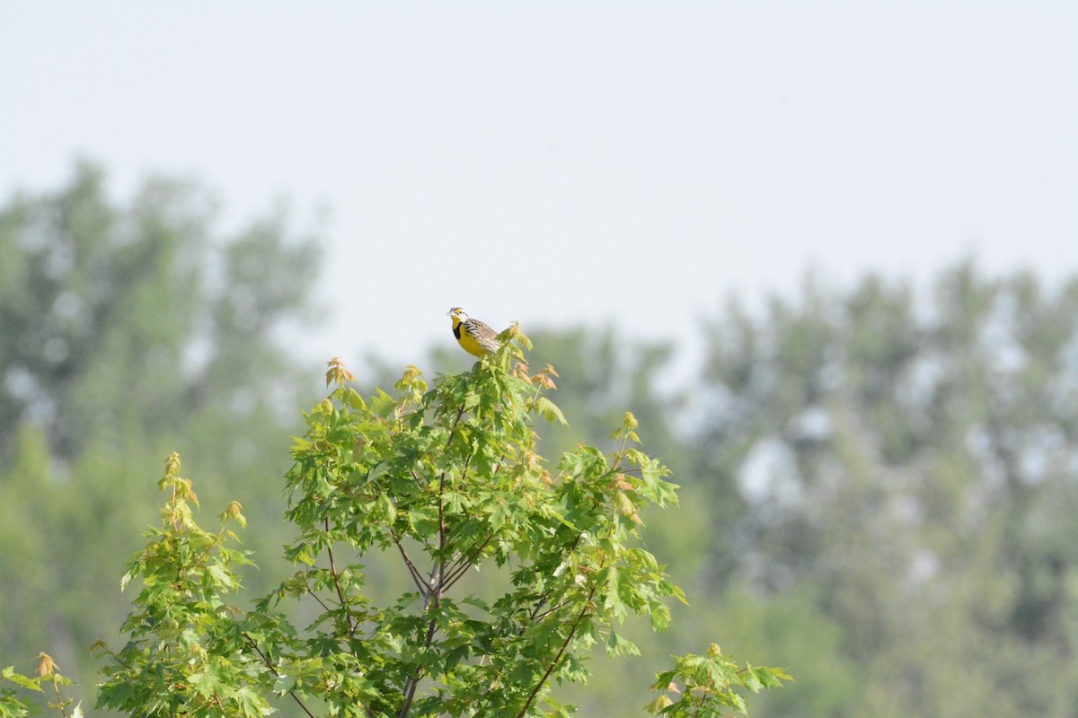 Eastern Meadowlark - Wes Hoyer