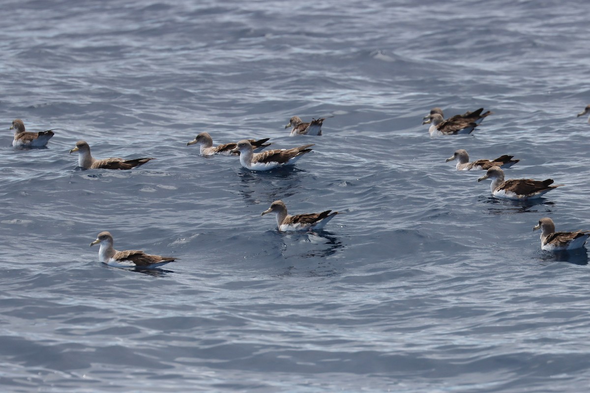 Cory's Shearwater - Cathy McNeil