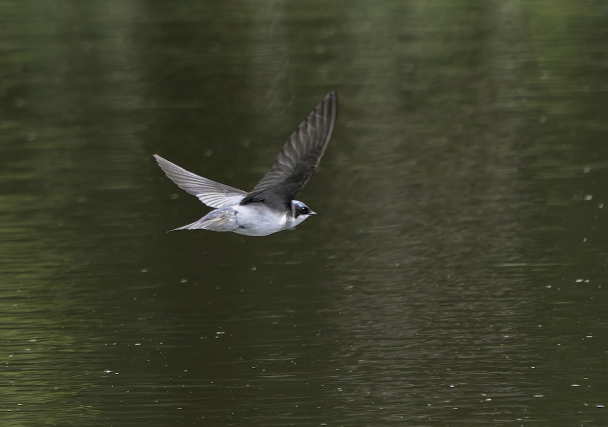 Tree Swallow - Barry McKenzie