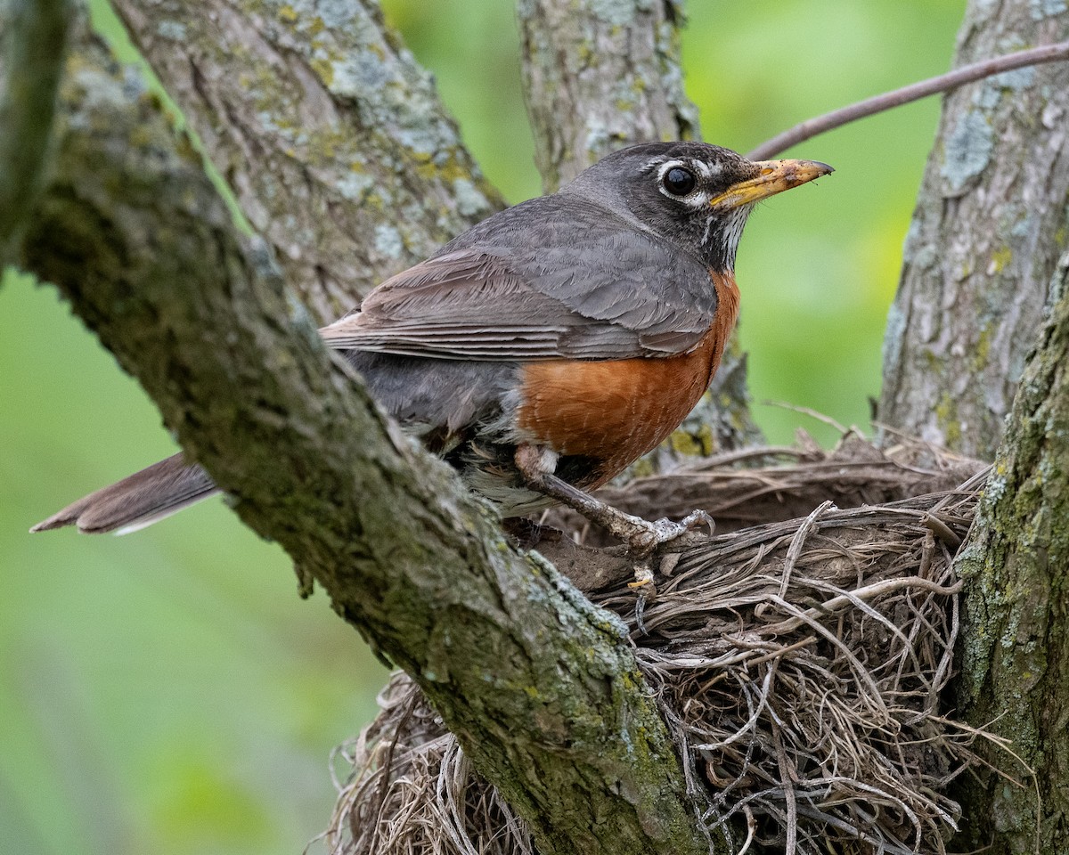 American Robin - Mike Schijf