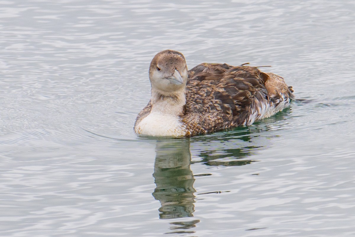 loon sp. - Karen Kreiger