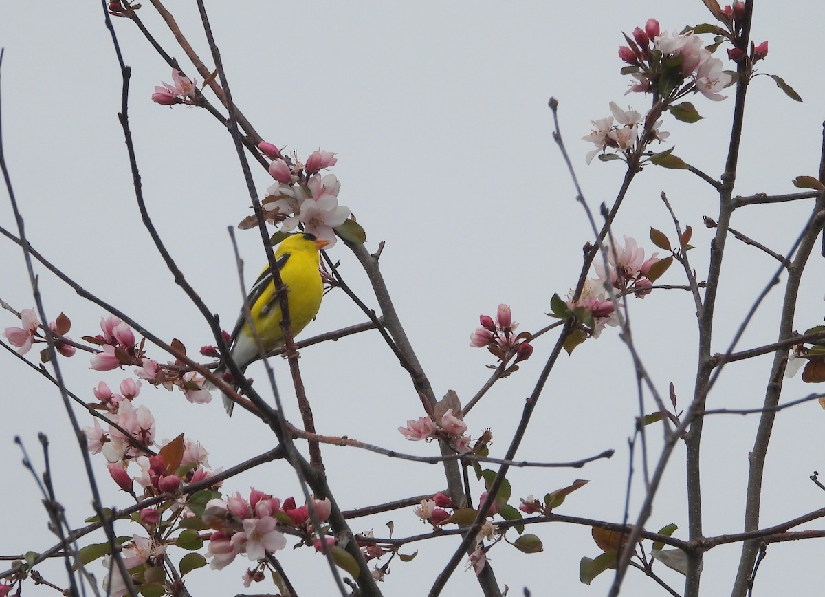 American Goldfinch - Nicole St-Amant