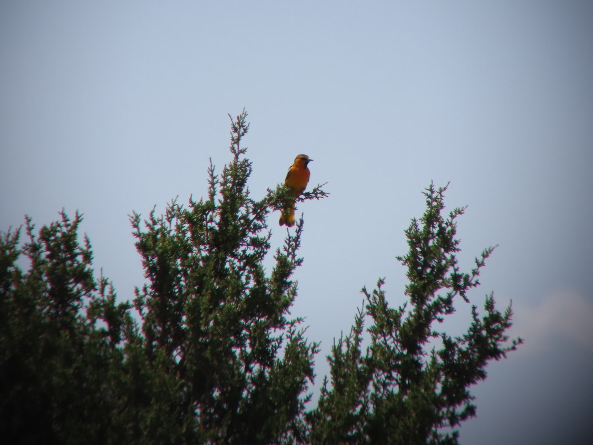 Bullock's Oriole - ML619546535