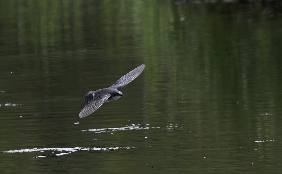 Tree Swallow - Barry McKenzie