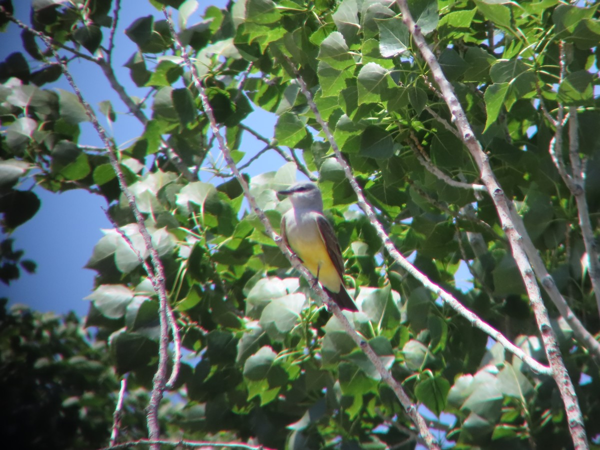 Western Kingbird - ML619546541