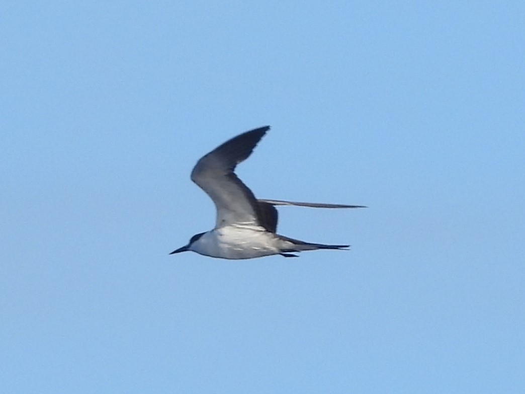 Sooty Tern - Nick Komar