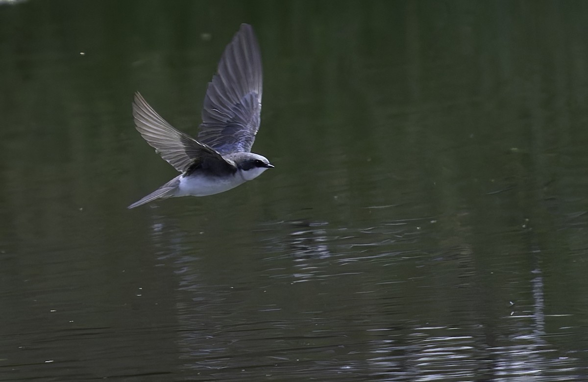 Tree Swallow - Barry McKenzie