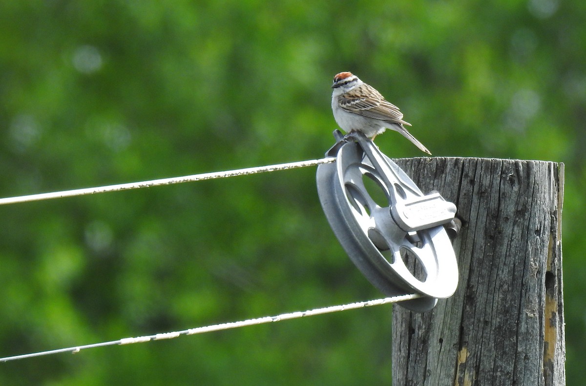 Chipping Sparrow - Nicole St-Amant