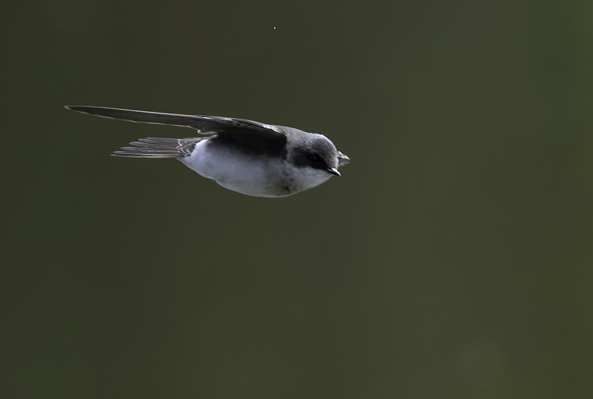 Tree Swallow - Barry McKenzie