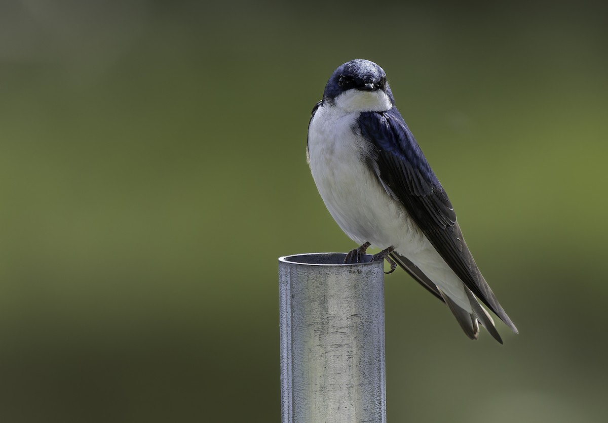 Tree Swallow - Barry McKenzie