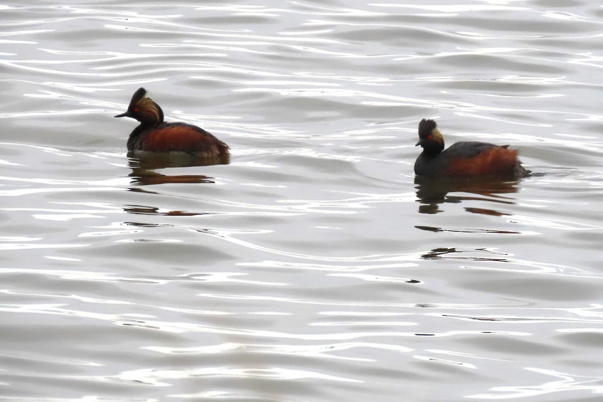 Eared Grebe - Jim Moore