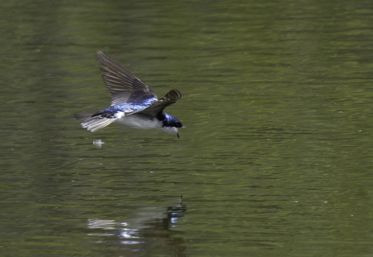 Tree Swallow - Barry McKenzie