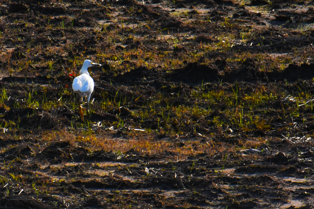 Snowy Egret - Ricardo Gómez Samaniego