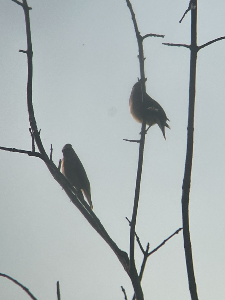 Cedar Waxwing - Dave Votta