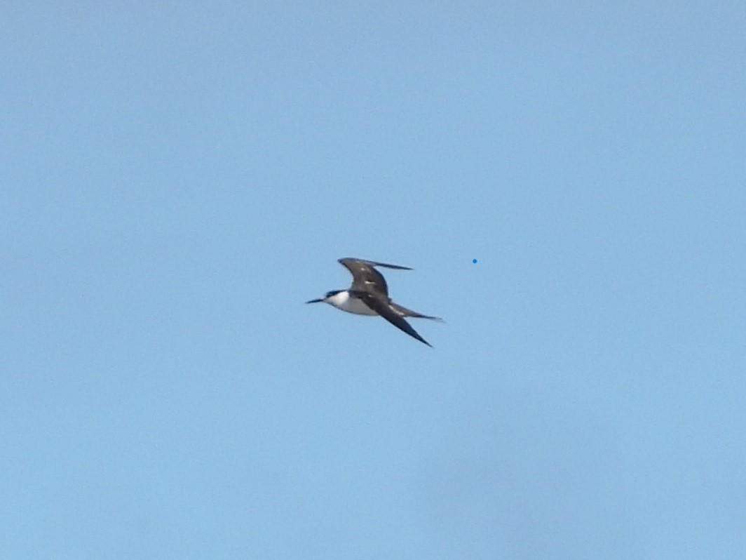 Sooty Tern - Nick Komar