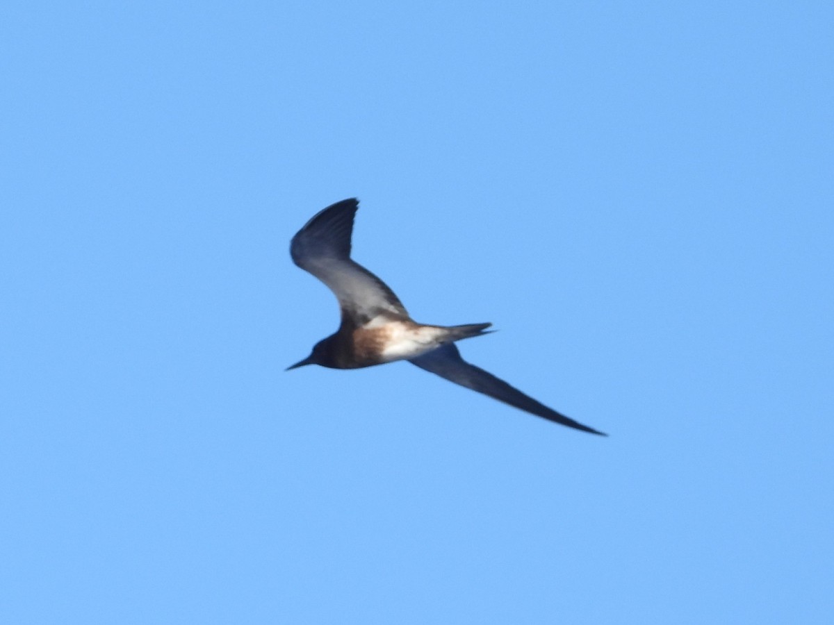 Sooty Tern - Nick Komar