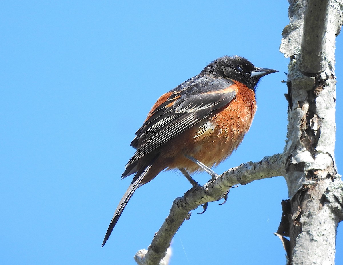 Orchard Oriole - Alexa Veenema