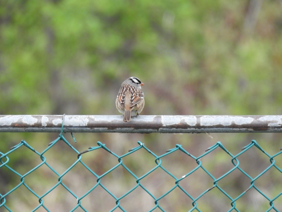 White-crowned Sparrow - Nicole St-Amant