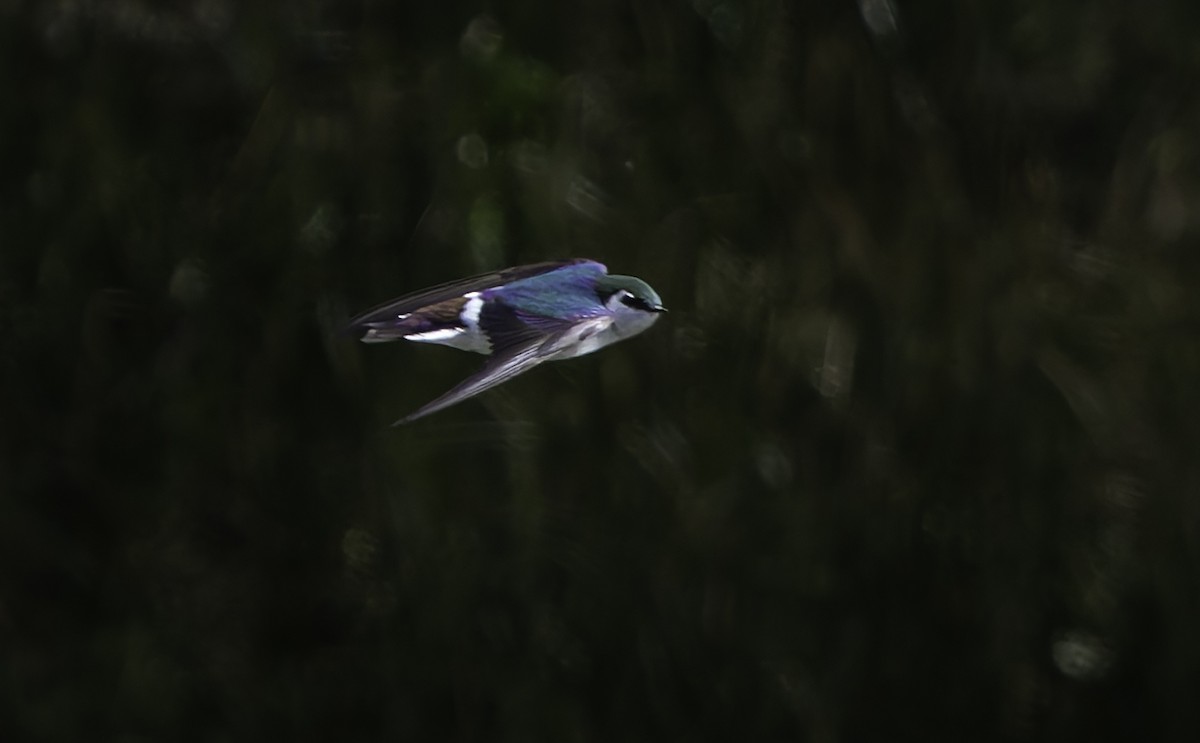 Violet-green Swallow - Barry McKenzie