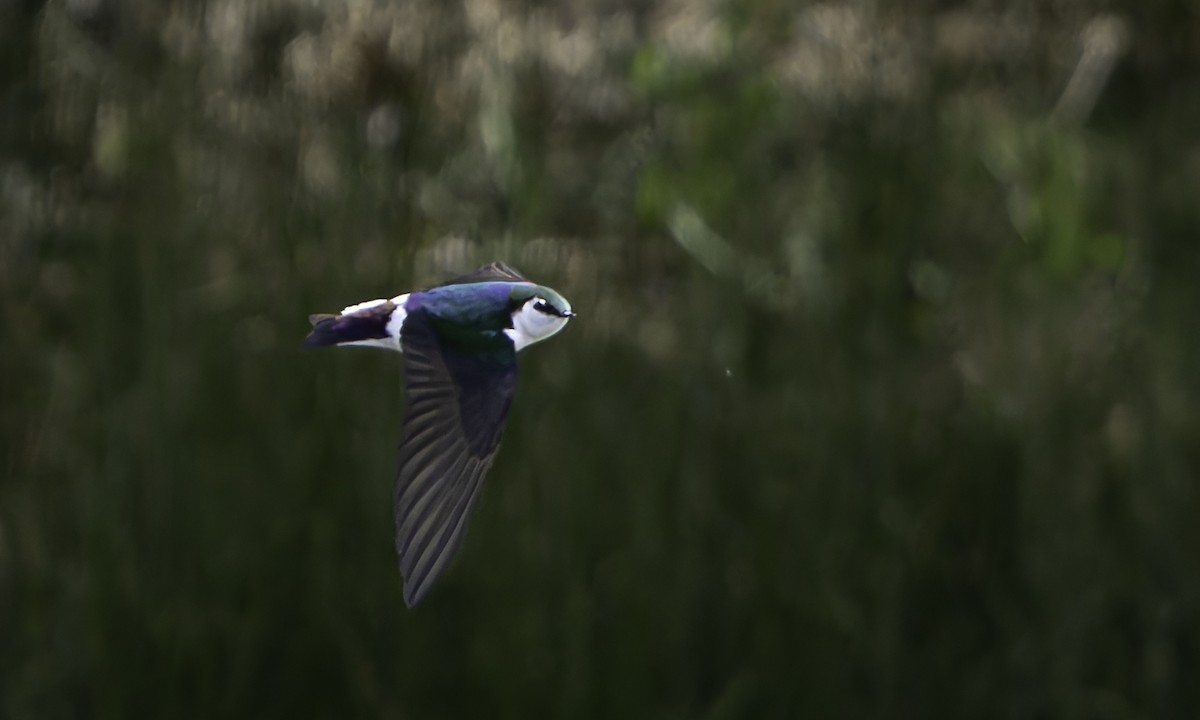 Violet-green Swallow - Barry McKenzie