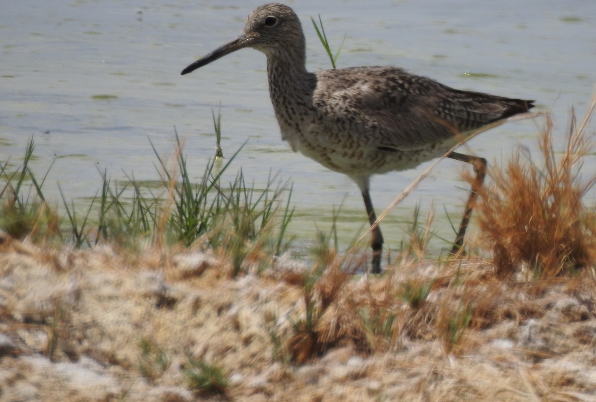 Willet - Ruth Schrock