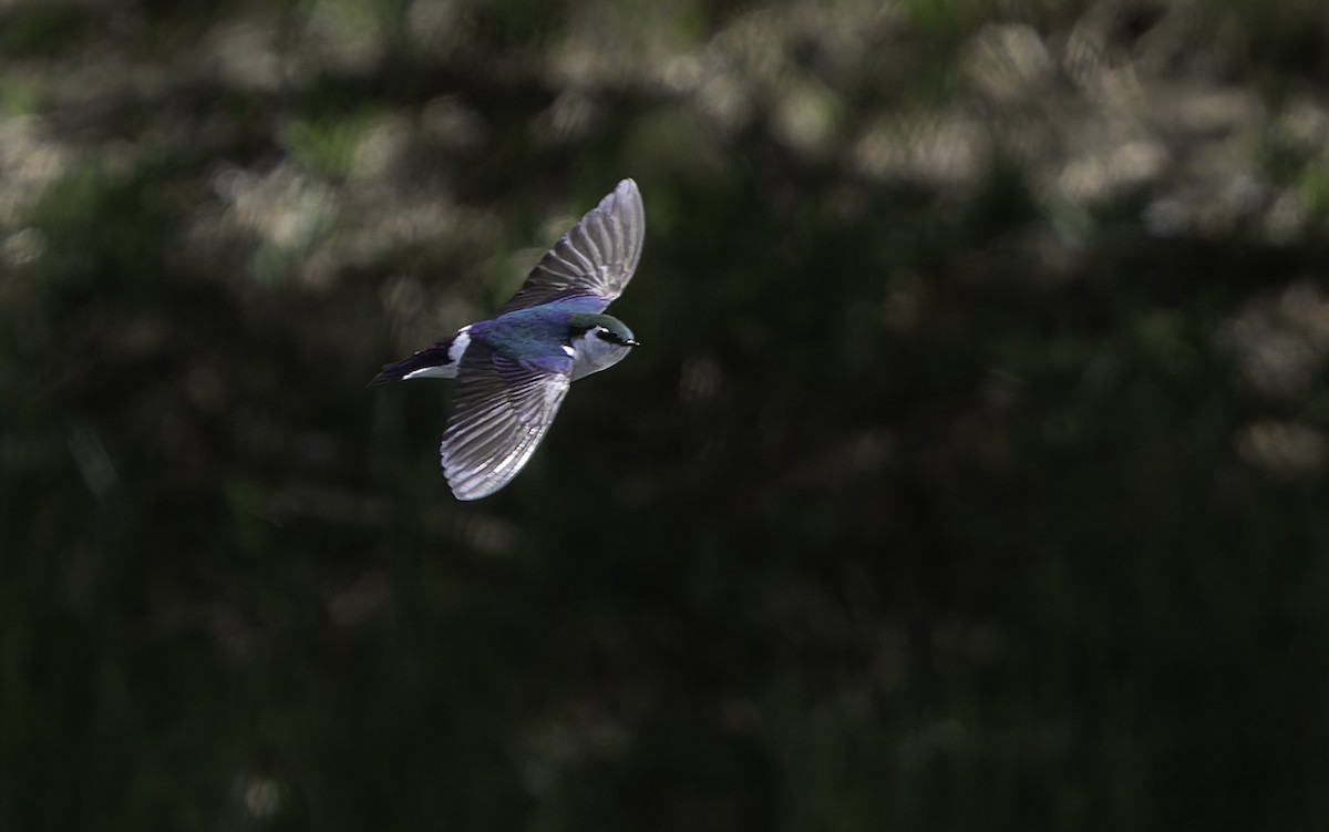 Violet-green Swallow - Barry McKenzie