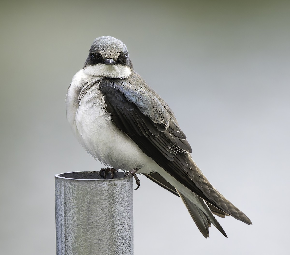 Tree Swallow - Barry McKenzie