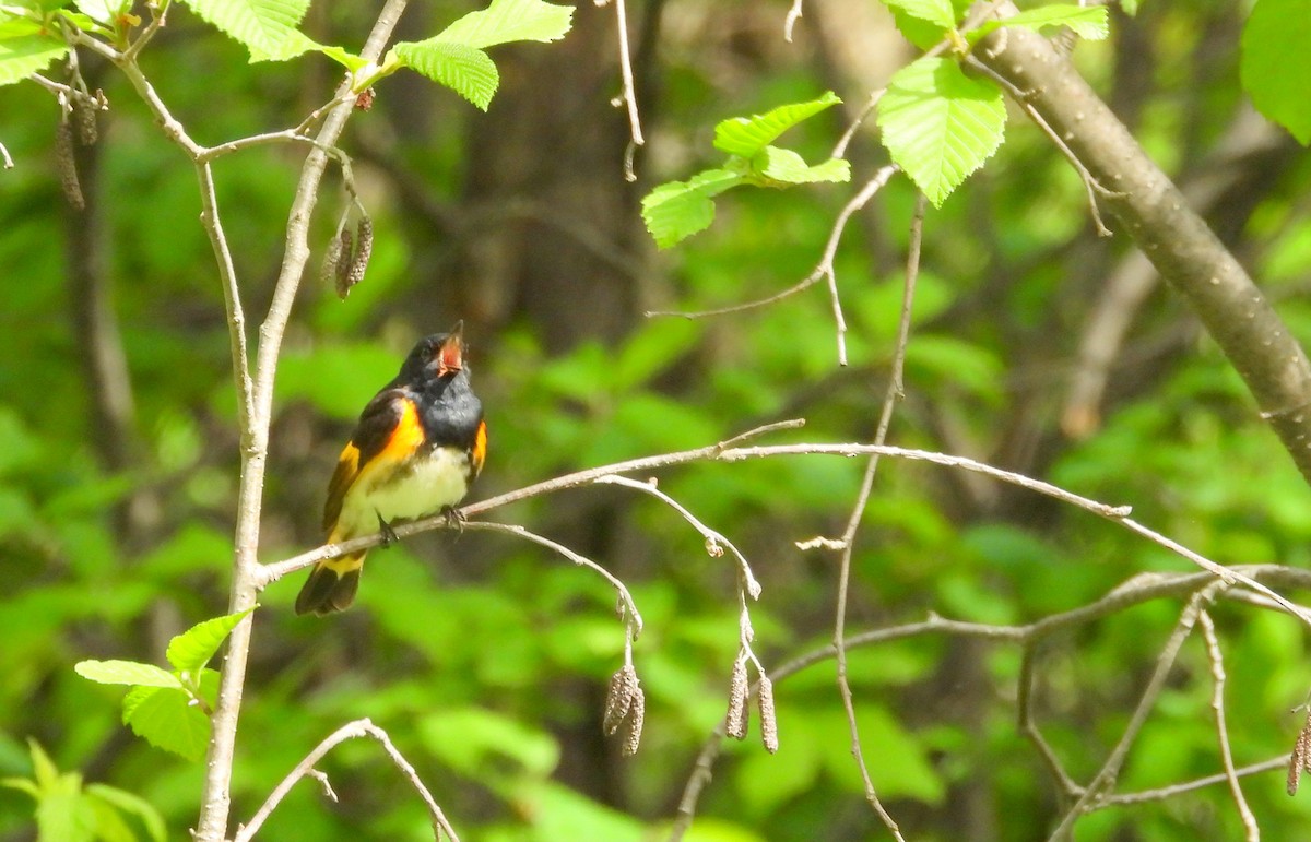 American Redstart - Nicole St-Amant