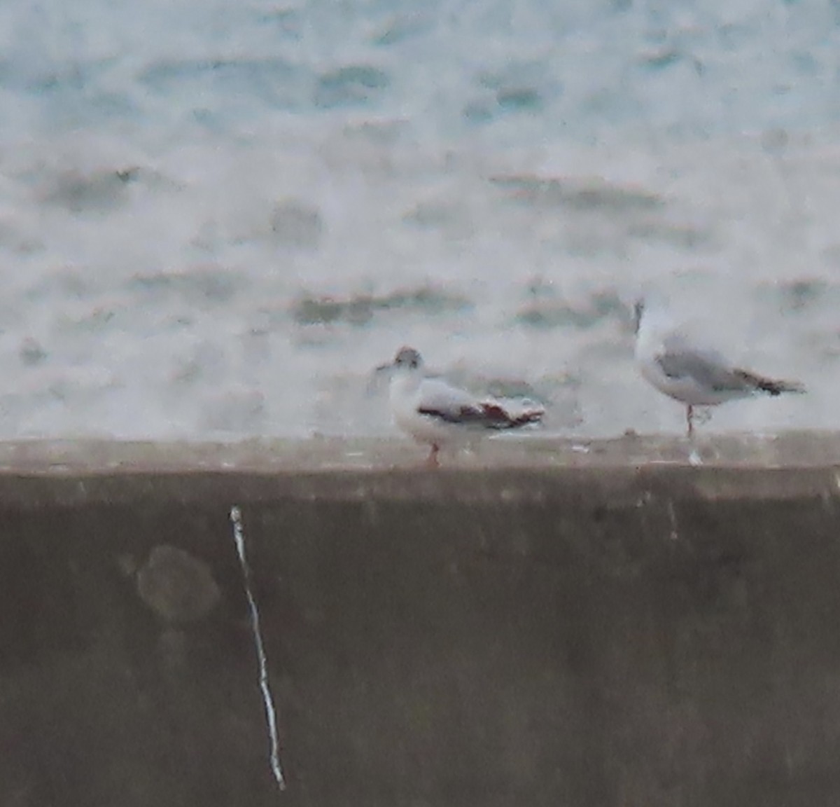 Little Gull - Herky Birder