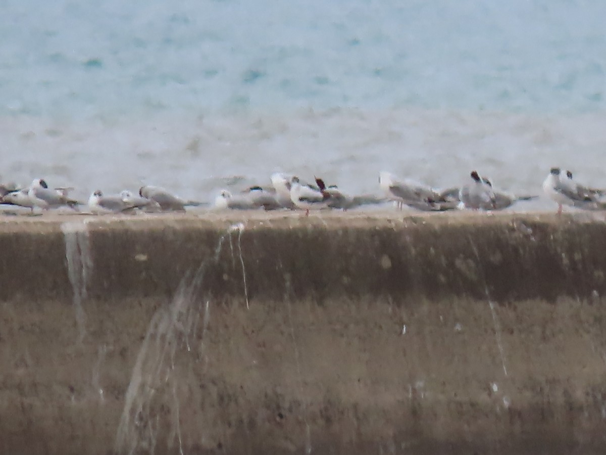 Little Gull - Herky Birder