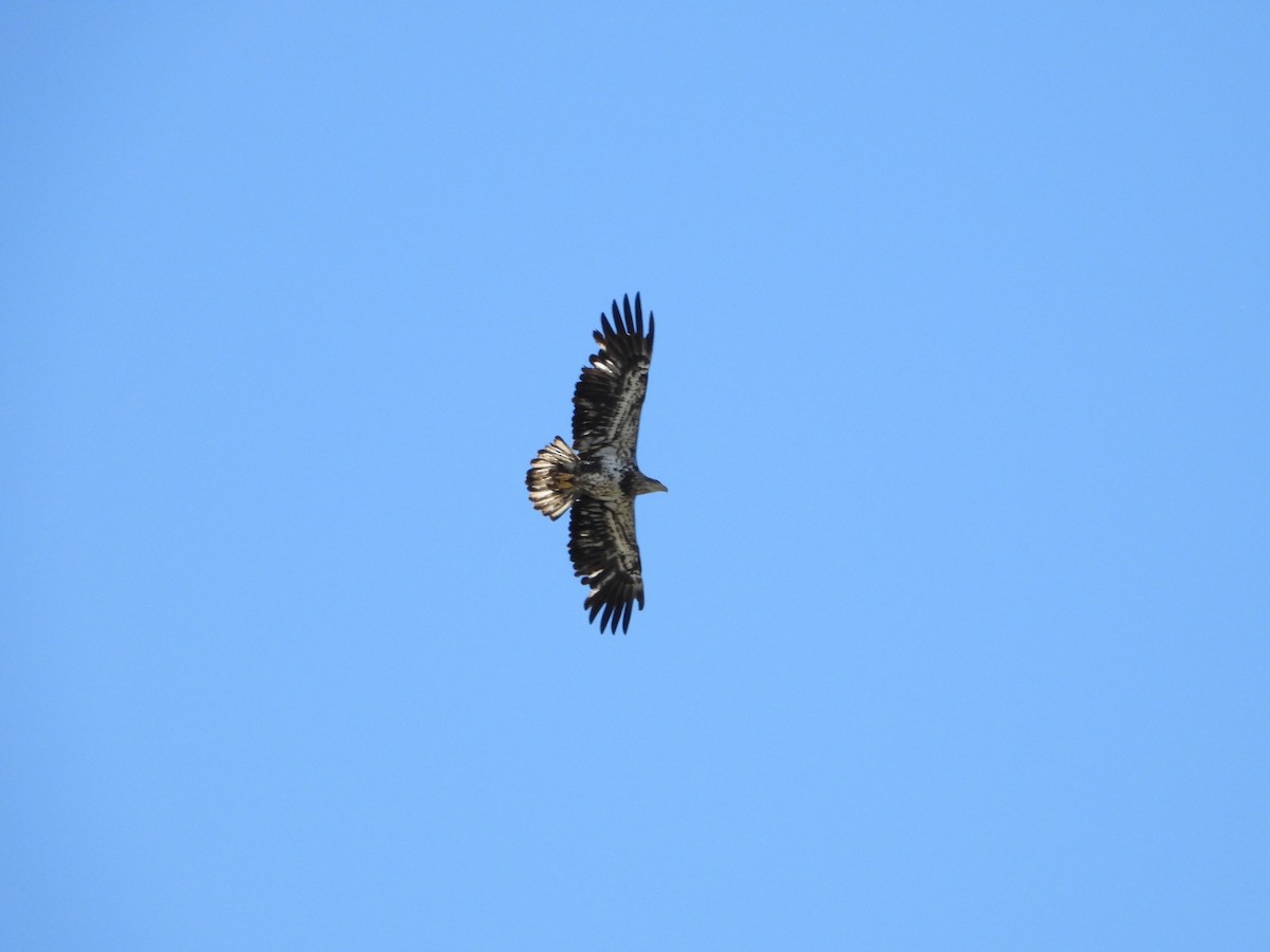 Bald Eagle - Marc Belliard