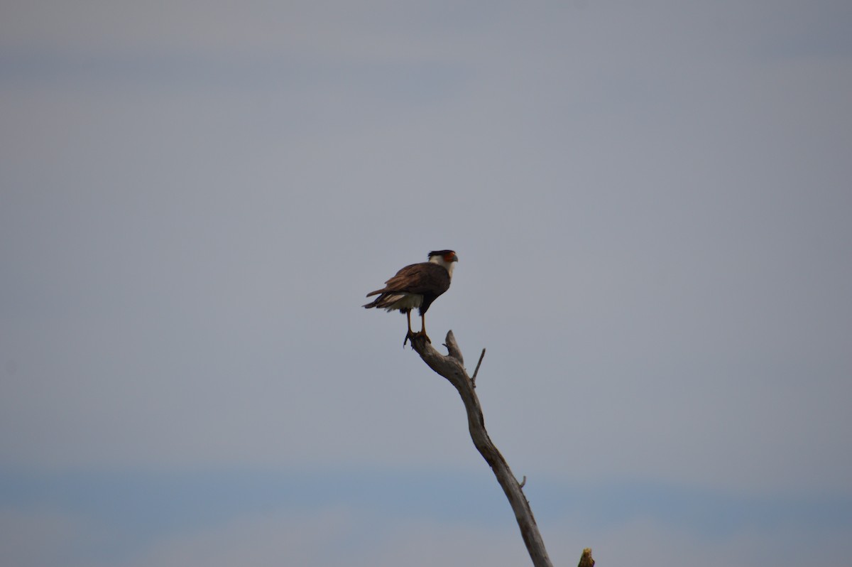 Crested Caracara - Corinna Rostrom